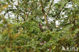 Eastern Grey Plantain-eater (Crinifer zonurus)