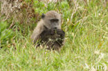 Chacma Baboon (Papio ursinus)