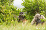 Chacma Baboon (Papio ursinus)