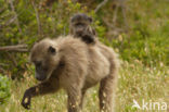 Chacma Baboon (Papio ursinus)