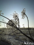 Giant Hogweed (Heracleum mantegazzianum)