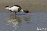 Shelduck (Tadorna tadorna)