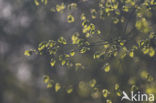 Beech (Fagus sylvatica)