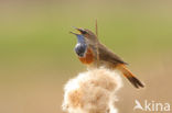 Blauwborst (Luscinia svecica)