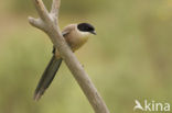 Blauwe Ekster (Cyanopica cyanus)