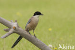 Blauwe Ekster (Cyanopica cyanus)