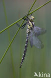 Blauwe glazenmaker (Aeshna cyanea)