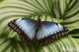 Blauwe morpho (Morpho peleides)