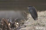 Grey Heron (Ardea cinerea)