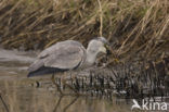 Grey Heron (Ardea cinerea)