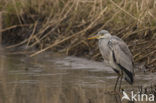 Blauwe Reiger (Ardea cinerea)