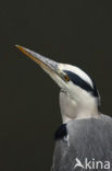 Blauwe Reiger (Ardea cinerea)