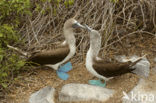 Blue-footed booby (Sula nebouxii)