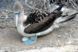 Blue-footed booby (Sula nebouxii)