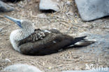 Blue-footed booby (Sula nebouxii)