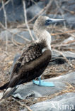 Blue-footed booby (Sula nebouxii)