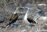 Blue-footed booby (Sula nebouxii)