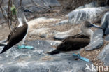 Blue-footed booby (Sula nebouxii)