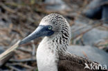 Blue-footed booby (Sula nebouxii)