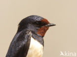 Boerenzwaluw (Hirundo rustica) 