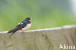 Boerenzwaluw (Hirundo rustica) 