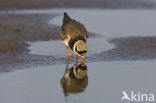 Bontbekplevier (Charadrius hiaticula)