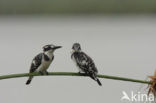 Bonte IJsvogel (Ceryle rudis)