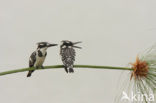 Bonte IJsvogel (Ceryle rudis)