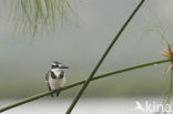 Pied kingfisher (Ceryle rudis)