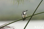 Bonte IJsvogel (Ceryle rudis)