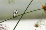 Bonte IJsvogel (Ceryle rudis)