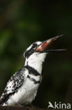 Bonte IJsvogel (Ceryle rudis)