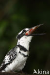 Bonte IJsvogel (Ceryle rudis)