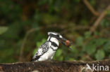 Bonte IJsvogel (Ceryle rudis)