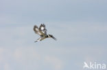 Bonte IJsvogel (Ceryle rudis)