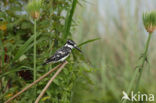 Bonte IJsvogel (Ceryle rudis)