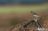 Boompieper (Anthus trivialis)