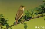 Marsh Warbler (Acrocephalus palustris)