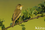 Marsh Warbler (Acrocephalus palustris)