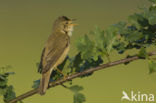 Marsh Warbler (Acrocephalus palustris)