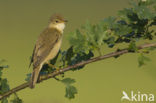 Marsh Warbler (Acrocephalus palustris)