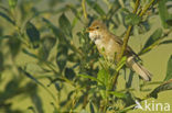 Bosrietzanger (Acrocephalus palustris)