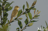 Marsh Warbler (Acrocephalus palustris)