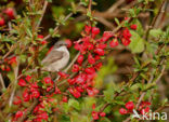 Braamsluiper (Sylvia curruca)