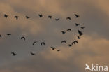 Barnacle Goose (Branta leucopsis)