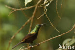 Bronshoningzuiger (Nectarinia kilimensis)