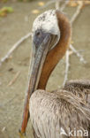 Bruine pelikaan (Pelecanus occidentalis)