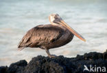 Brown pelican (Pelecanus occidentalis)