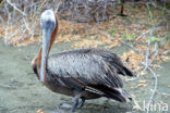 Bruine pelikaan (Pelecanus occidentalis)