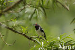 Bruinkeellelvliegenvanger (Platysteira cyanea)